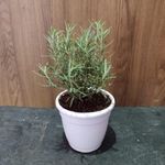 Bhajanlal Greenery Live Rosemary Plant Herbs and Medicine Plant for Home and Garden Organic Plant for Foods & Hair Herb Plant with Pot