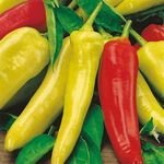 Urban Turtle Vegetable Seeds Chilli- Hungarian Yellow Wax Chilli Seeds - Chillies Yellow Seeds