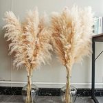 40" inch 10 Stems Natural Pampas Gr