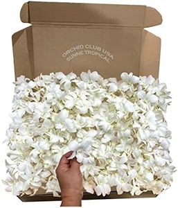 Miami Fresh Orchid Flower OrchidClub USA Sunne Tropical Loose Bloom Head DIY Lei food drink decoration (100 WHITE)