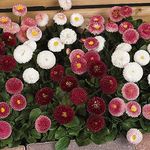 Bellis Bellissima Mixed | Hardy Gar