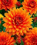 Siddhi Vinayak Gallery® Dahlia Bulbs Perennial Flowers for Gardening Planting Rhizome for Office Balcony Home Garden Decoration Beautiful Garden Landscape (pack of 2 flower bulbs)