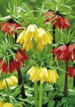 Gebdinsh Garden® Imported Crown Imperial Flower Plants Bulbs For Outdoor Gardening (Pack Of 5 Bulbs)