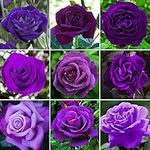 GardenersDream Purple Rose Bush Potted - Outdoor Garden Plants Ready to Plant - Climbing Roses for Garden with Fragrant Flower Rose Trees - Colourful Roses for Outdoor Garden - (20-50cm Incl. Pot)