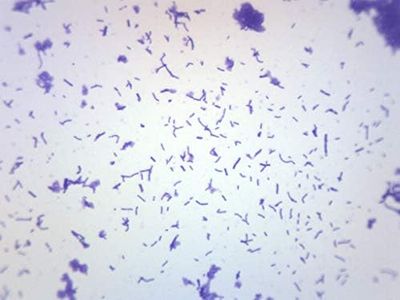 Coccus Smear, Gram Positive Stain - Prepared Microscope Slide - 75 x 25mm - Biology & Microscopy - Eisco Labs Single Slide BS18012 1