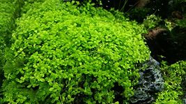 Micranthemum"Monte Carlo" - 1 Bunch - Live aquarium plant