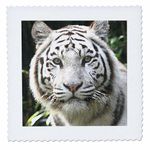 3dRose LLC qs_4845_4 White Tiger Quilt Square, 12 by 12-Inch