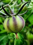 Rebel Star Fighter Tomato Seeds - 15 Fresh Rebel Star Fighter Tomato Seeds