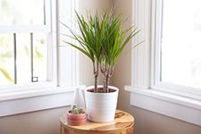 Low Maintenance Plants Indoor