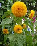 Kyushu Garden Plant Seeds Sunflower Seeds Home Garden Decor Plant - Sunflower (Big Bear)