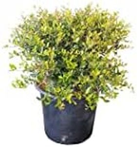 Dwarf Yaupon Holly | 3 Live Gallon Size Plants | Ilex Schilling Stokes Vomitoria | Evergreen Drought Tolerant Low Maintenance Hedge Shrub