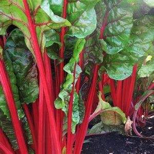 300 Ruby Swiss Red Chard Seeds for Planting 7+ Grams of Seeds Non GMO and Heirloom Survival Vegetable Garden