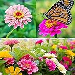 Zinnia Seeds for Planting Outdoors,