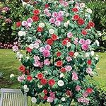 Camellia Tricolour Outdoor Plants Low Maintenance Hardy Evergreen Garden Shrub Pink, Red and White Blooms, Multicoloured, Gardening Gifts 1 x Camellia Tricolour in 15cm Pot by Thompson and Morgan