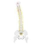 38cm Removable Human Spine Model with Pelvic Medical Learn Aid Anatomy Flexible Spine Model for Chiropractic Orthopedic Skeleton Anatomy Study Teaching