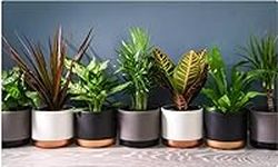 6 Indoor House Plants in 9cm Pots, Mix of Real Plants for Indoors. Ideal Live Plants for Your Home to Grow in Your bedrooms, bathrooms, Kitchens and Living Rooms.