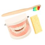 Hohopeti 1 Set Teeth Brushing and Toiletry Set Early Childhood Education Montessori Teaching Teeth Model for Teaching Fake Teeth Model Tooth Tools with Toothbrush Child Teeth Model