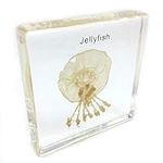Jellyfish Specimen in Acrylic Block