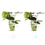 Swiss Cheese Plant Monstera Deliciosa in a 14cm Pot 40-60cm high - Tropical Indoor House Plants (2 x Full Size Plants)