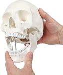 Axis Scientific Human Skull Model L