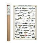 EuroGraphics Fresh Water Fish Poster 36 x 24 inch