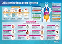 Cell Organization & Organ Systems Poster - EXTRA LARGE - A1 (850mm x 594mm) - Gloss Paper - Science Secondary School Wall Charts by Daydream Education