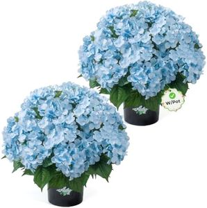 Auihiay 2 Potted Hydrangea Artificial Flowers, Blue Outdoor Faux Hydrangea