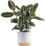 Costa Farms Burgundy Rubber Plant, 