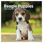 2024 Beagle Puppies Monthly Wall Calendar by Bright Day, 12 x 12 Inch Cute Dog Breed Gift