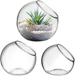 Alipis 3 Pcs Glass Terrarium Plant 