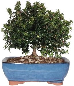 KENTIS - Bonsai Mirto - Bonsai Myrtus Communis - Piante Vere da Esterno - Vaso Artigianale in Ceramica - H 23-30 cm Vaso Ø 21