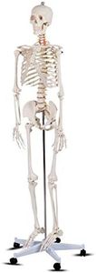 HAPPYGRILL 5.9FT Human Anatomical Anatomy Skeleton Life Size Full Body Skeleton with Rolling Stand for Teaching