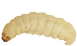 MONTAUR 50 waxworms (15g)