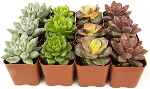 Succulents