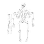 Isaac Technologies IC-B10220 Life Size, Disarticulated Human Skeleton | 3 Part Skull | One Hand & Foot Loosely Wired | Includes Labeled Diagram