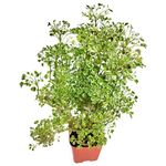 Native Earth® Aralia Variegated White Plant Indoor Air Purifying Live Plants for Home Decor With Plastic Pot (Pack of 1 Plant)