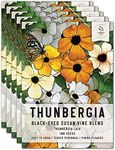 Seed Needs, Black-Eyed Susan Vine Seeds - 100 Heirloom Seeds for Planting Thunbergia alata - Annual Vining Flowers to Cover a Fence or Trellis (5 Packs)