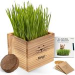 Cat Grass Kit for Indoor Cats – x2 Seed Packets | Cat Grass Seeds with Wooden Planter, Soil & Mini Gardening Tools – Pet-Safe Wheatgrass Grass