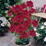 You Garden - 1 x Patio Clematis 'Nubia Boulevard' in a 10.5cm Pot Supplied as 1 x Established Red Clematis Garden Ready Climbing Plants for Gardens and Patios