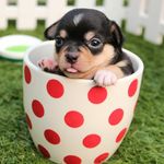 Sweet Dogs Wallpapers