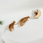 Cat Wall Shelves Mounted Furniture 