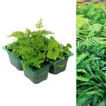 Carbeth Plants - 4 x Hardy Fern Plant Mix - Mixed Evergreen Outdoor Ferns - Shade Loving Plants Garden Ready - Ideal for Rockeries, Containers and Pots (1 Pack - 4 Plants)