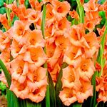 Navya germination Gladiolus Lovely Orange Lily Flower Bulbs Best Pack of 10 Imported Robust Bulbs For Your Home Plant & Gardening.