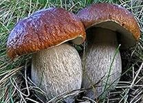 King Porcini Mushroom (Boletus betu