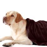 Sassoon Medium Pet Towels | Ultra Soft & Microfiber | Quick Drying | Machine Washable | Colour - Cocoa (Pack of 1)