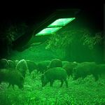 Bsod Hog Light, Solar Green Lights for Hunting Deer Hog Pig Activated Feeder Accessories Night Reaction Motion Lamp Eq300W Trapping Kit Wildlife Outdoor Cordless Lighting with Remote