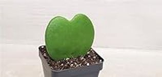 Hoya Kerrii Sweetheart Heart Shape 