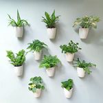 Wall Planters for Indoor Plants - 10 Pack, 4 Inch Self Watering Planters and Pots, White Wall Mount Planter Plant Holder, Modern Hydroponic Wall Pots Vertical Wall Planter Living Plant Wall Garden