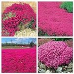 Red Creeping Thyme Seeds for Planti