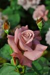 Royal Paradise Garden"Caramel Brown" Rose Flower Plant Home Garden Plant 1 Grafted Rose Live Plant